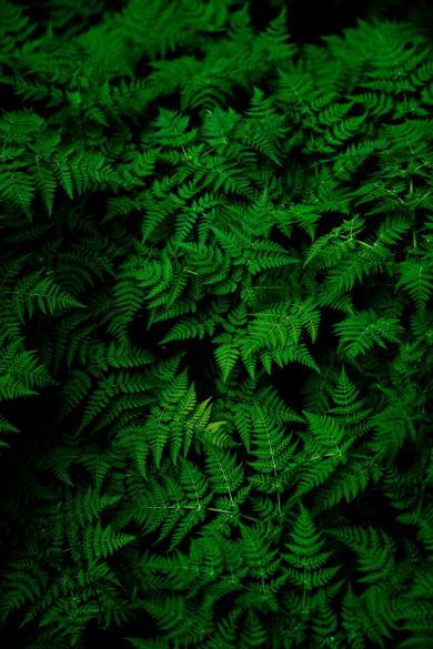 Green image of the article